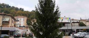 Albero piazza della Repubblica a Montecchio