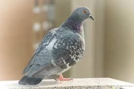 Piccione Piccione