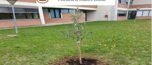 albero01 albero01