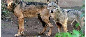 Prima pag 9 gennaio 2026 ordinanza lupi pdf 01